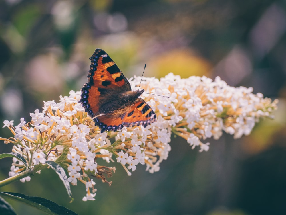 butterfly on flower