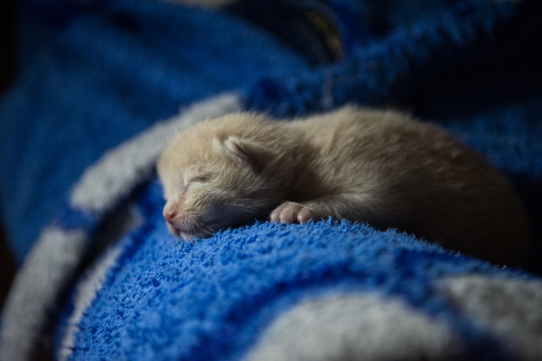 brown kitten on blue cloth