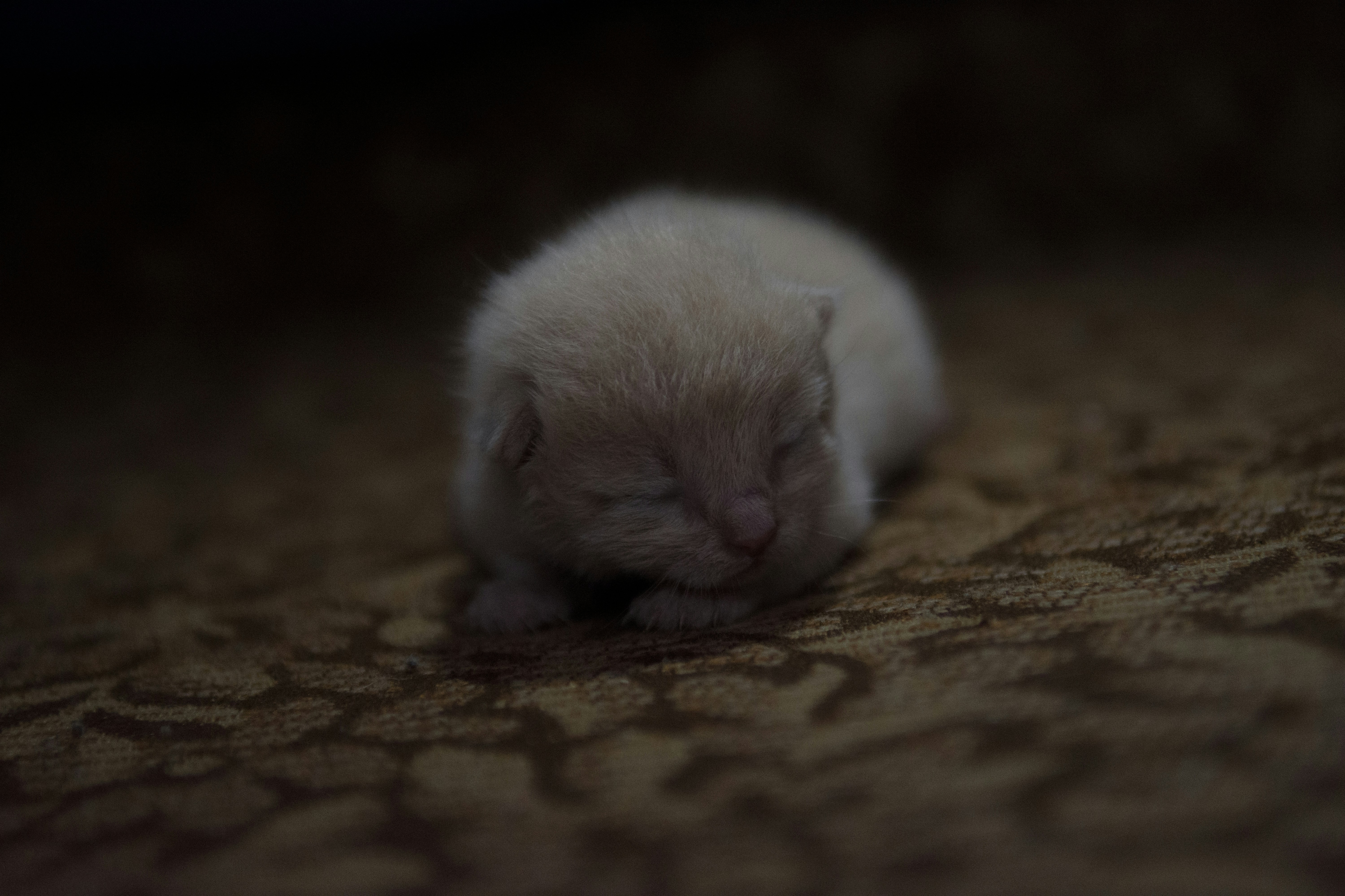 short-coat white kitten on brown surface