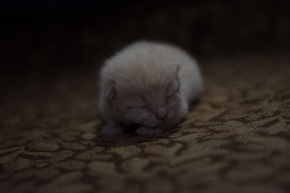 short-coat white kitten on brown surface