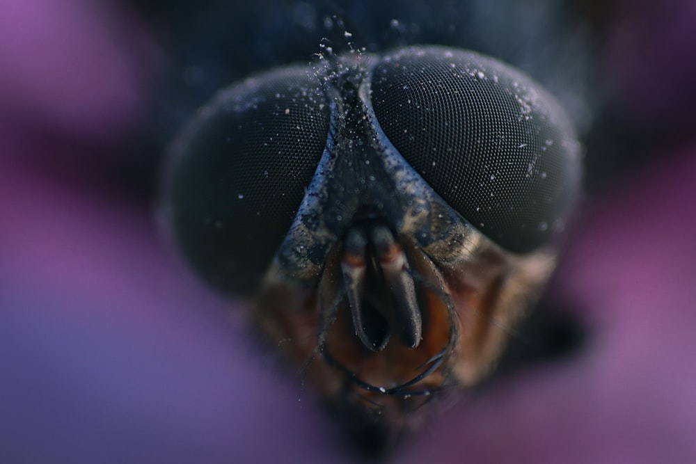 a close up view of a bug's head