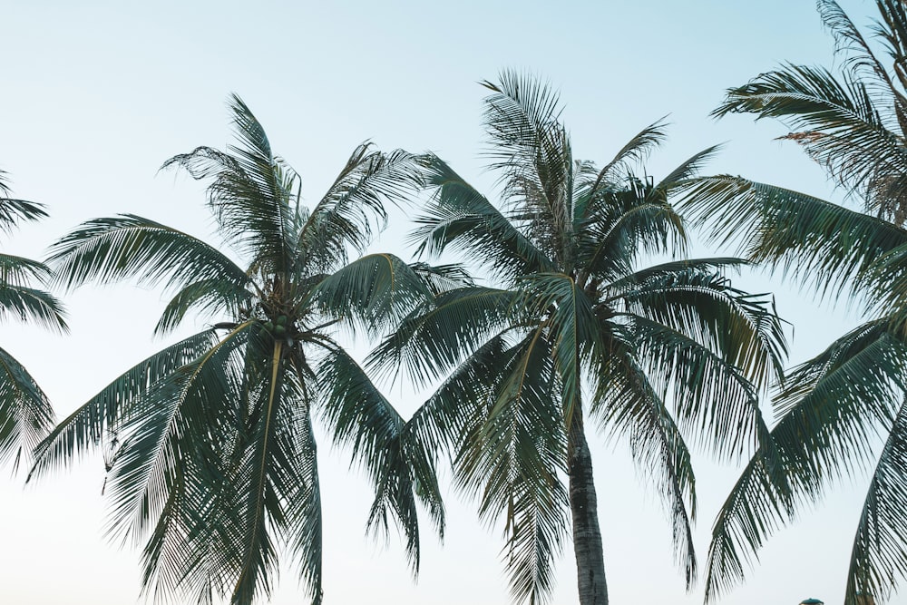 two coconut trees