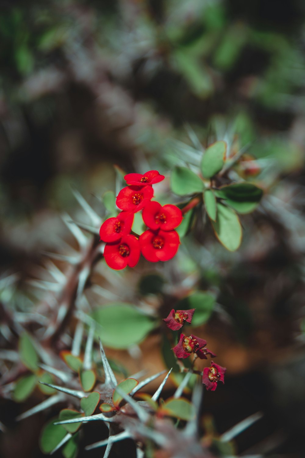 a red flower with green leaves in the background