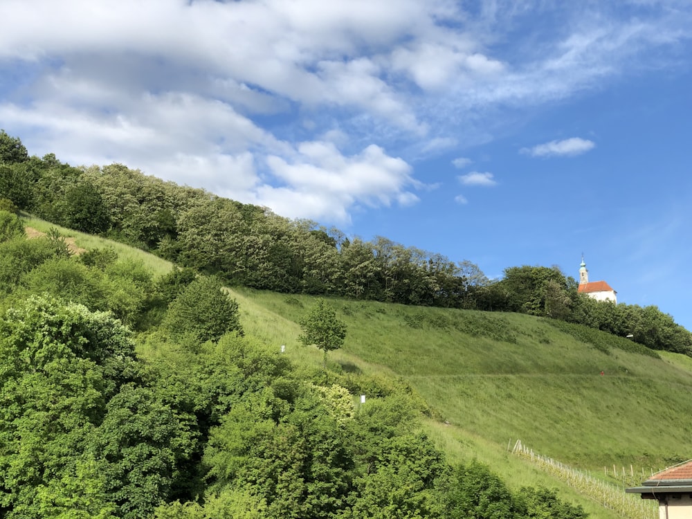 green trees and grass