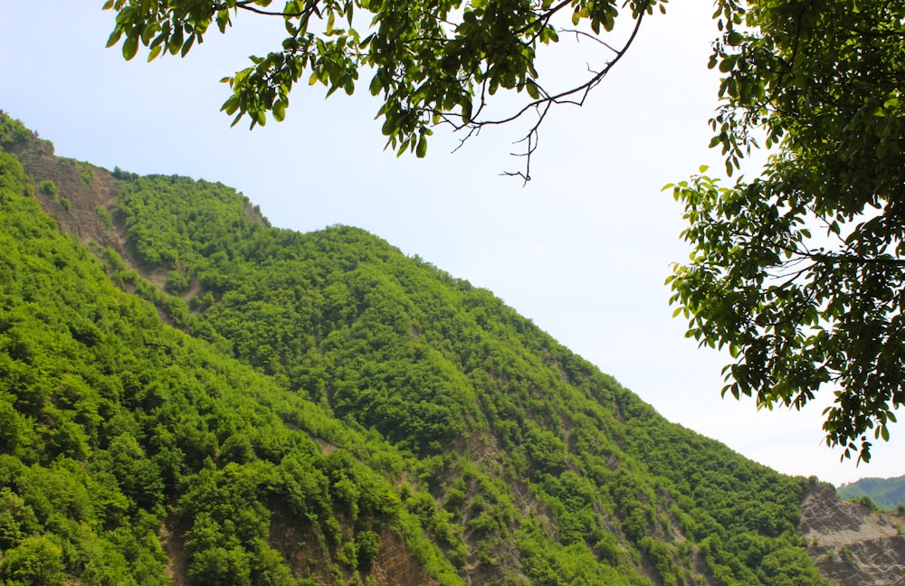 Montaña cubierta de hierba durante el día