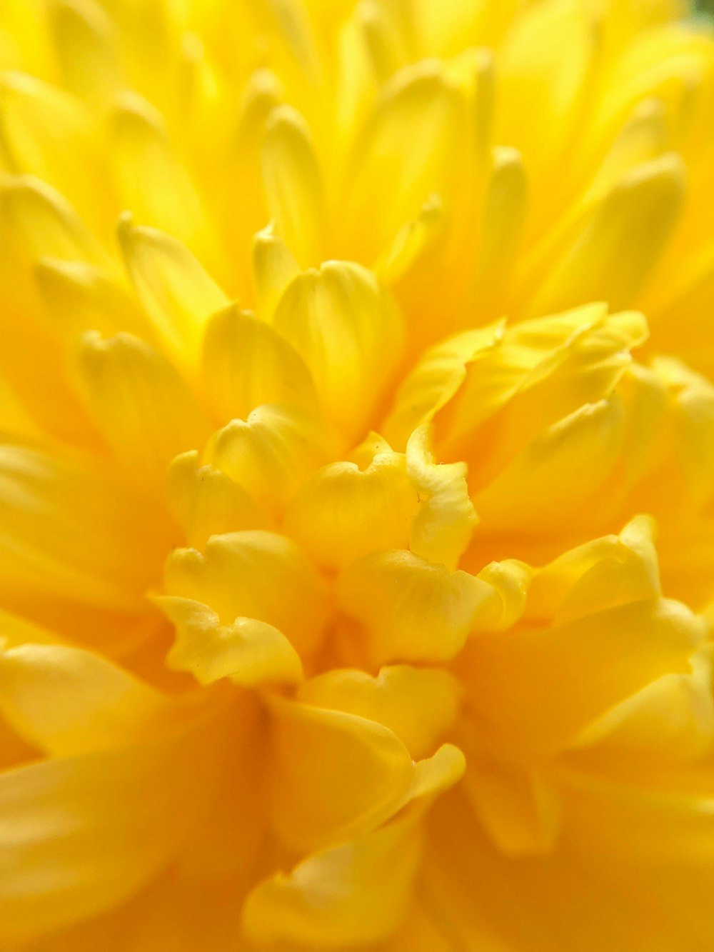 yellow petaled flower