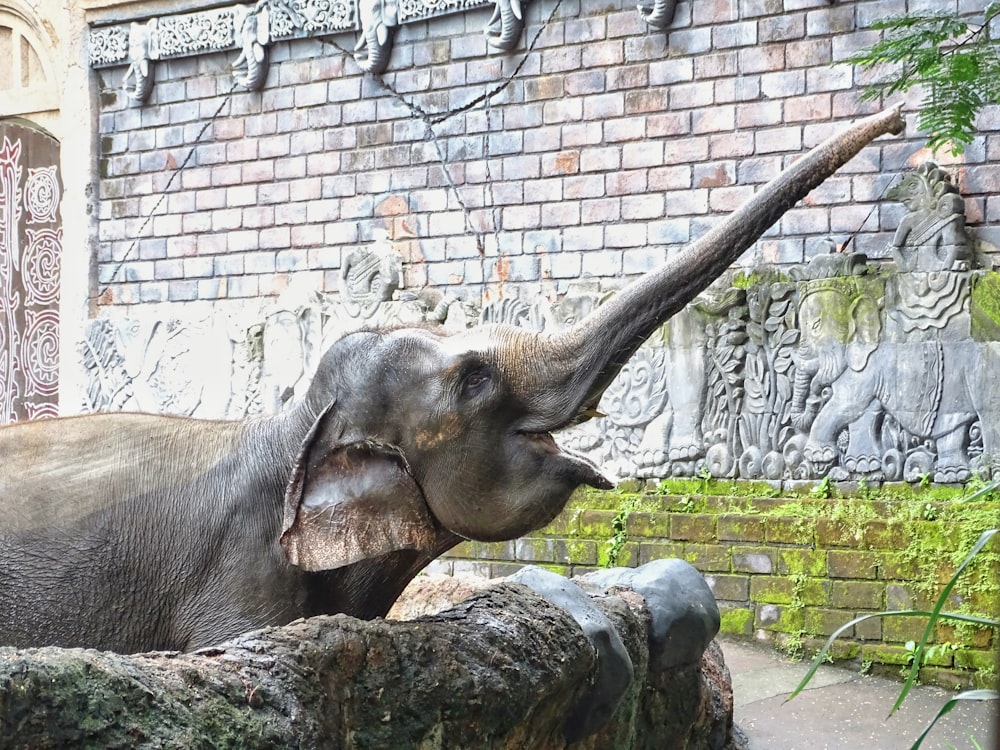 Elefante grigio vicino al muro