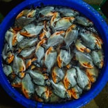 A large blue container filled with numerous silver and orange fish, likely freshly caught. The fish are neatly arranged, showcasing their shiny scales and vibrant colors.