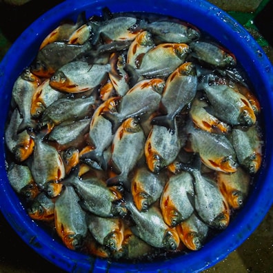 A large blue container filled with numerous silver and orange fish, likely freshly caught. The fish are neatly arranged, showcasing their shiny scales and vibrant colors.