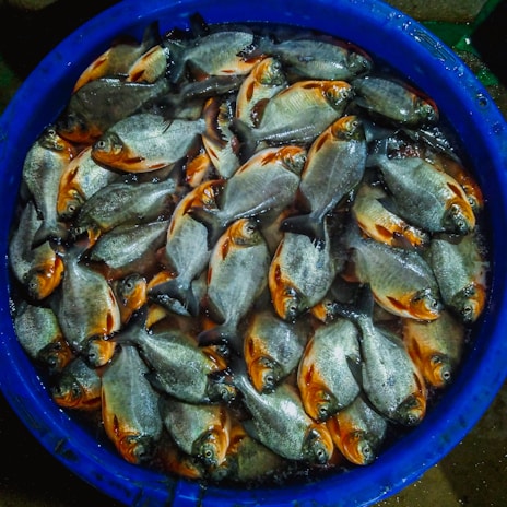 A large blue container filled with numerous silver and orange fish, likely freshly caught. The fish are neatly arranged, showcasing their shiny scales and vibrant colors.