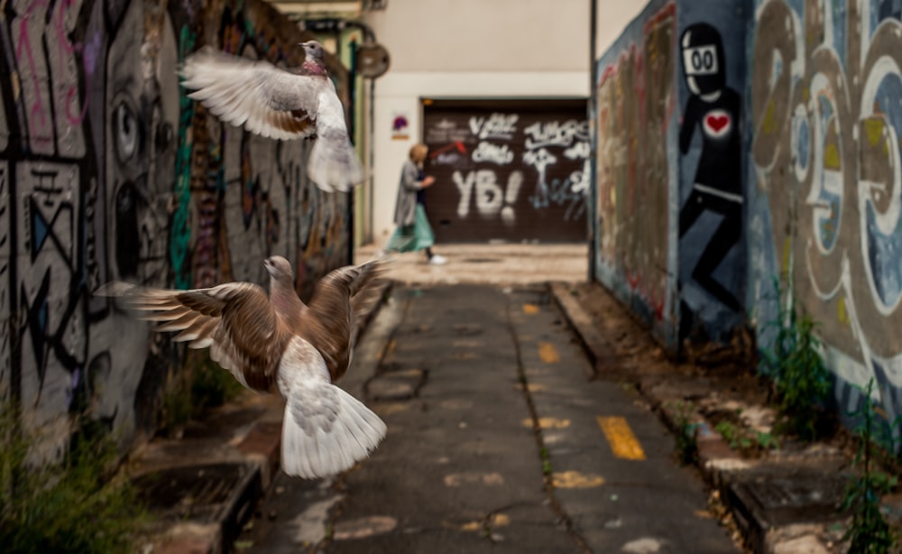 pigeons flying near wall