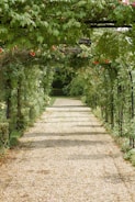 concrete pathway in flower garden with no people