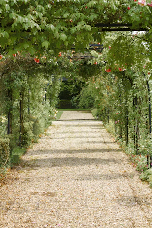 concrete pathway in flower garden with no people