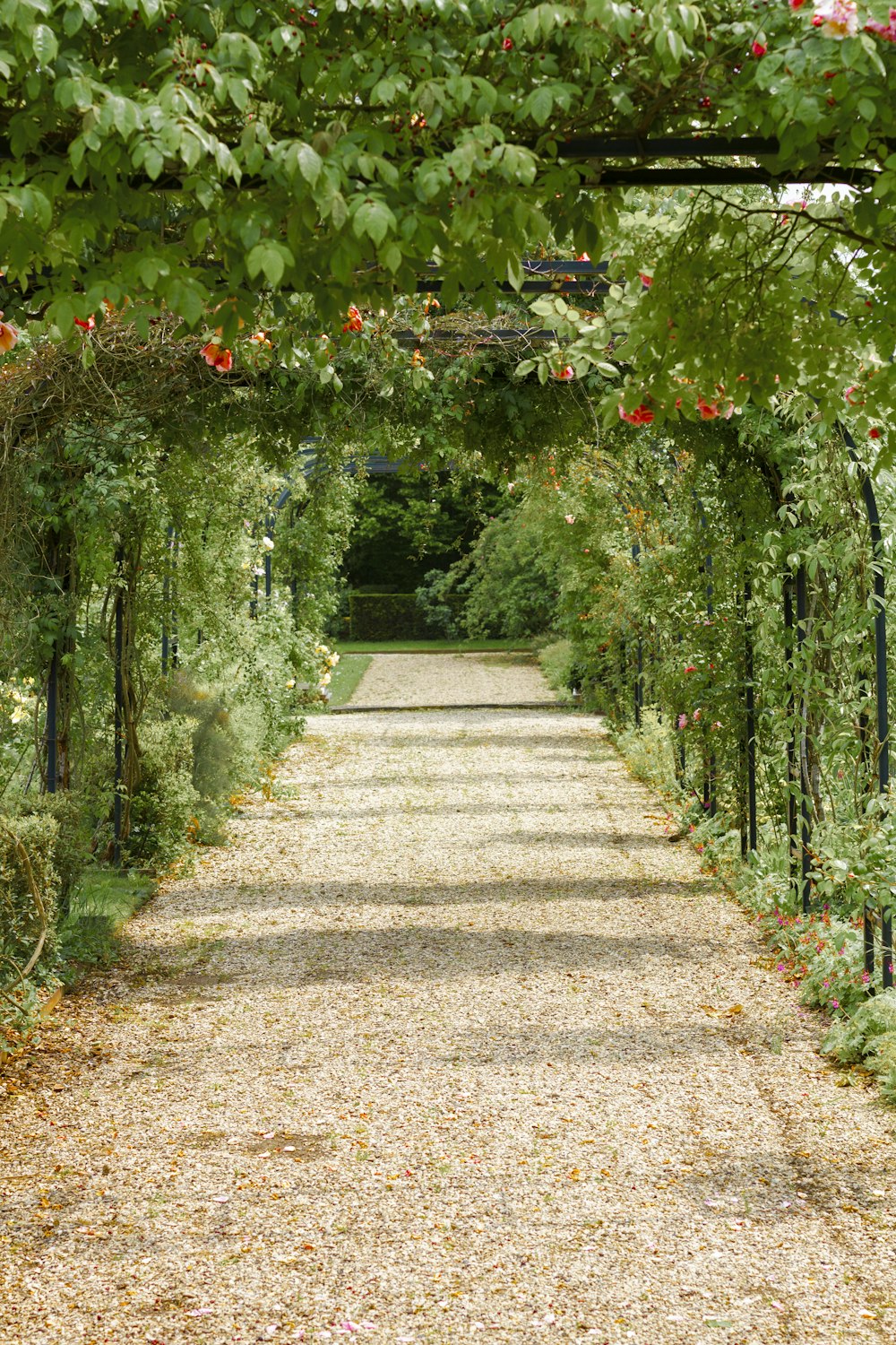 concrete pathway in flower garden with no people