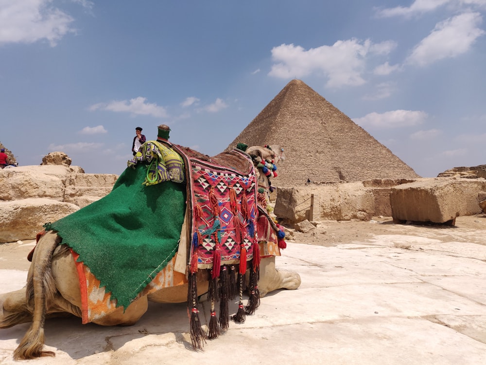 brown camel lying on pavement near Pyramid of Egypt under white and blue skies