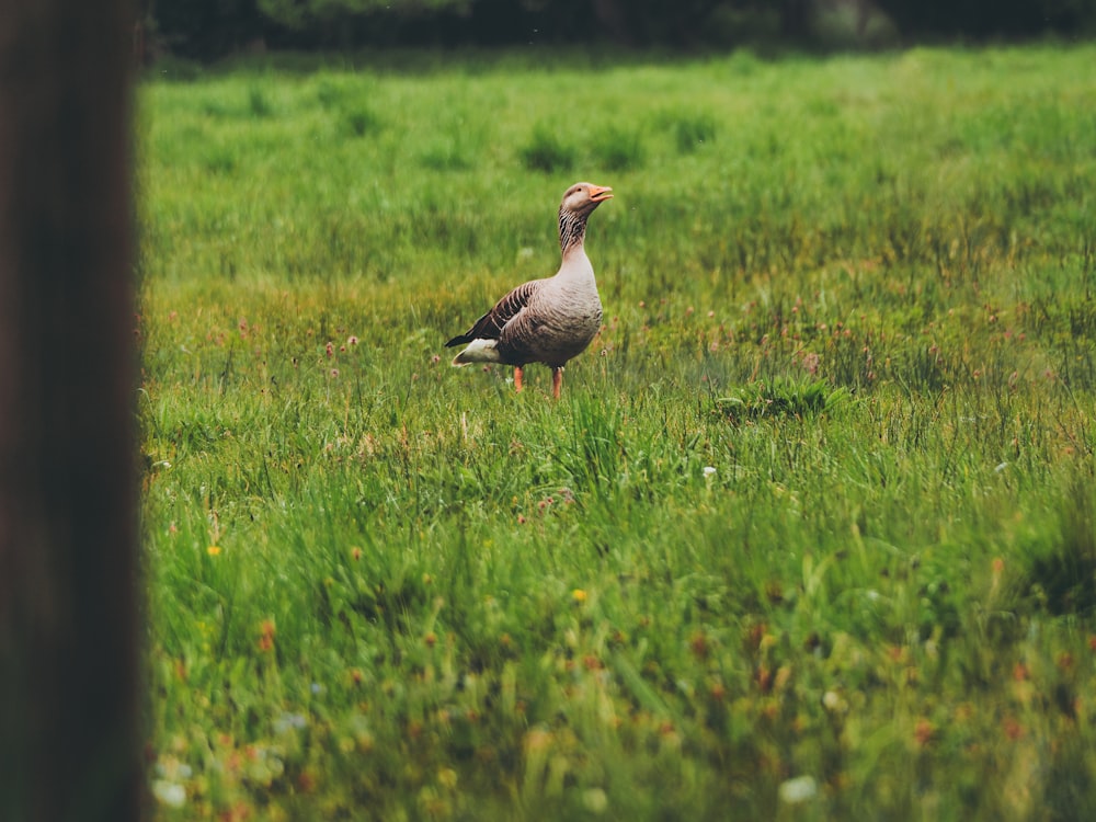 brown duck on field