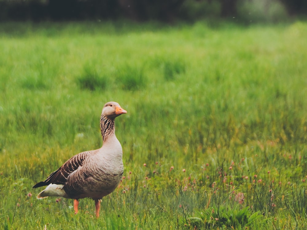gray duck on grass field