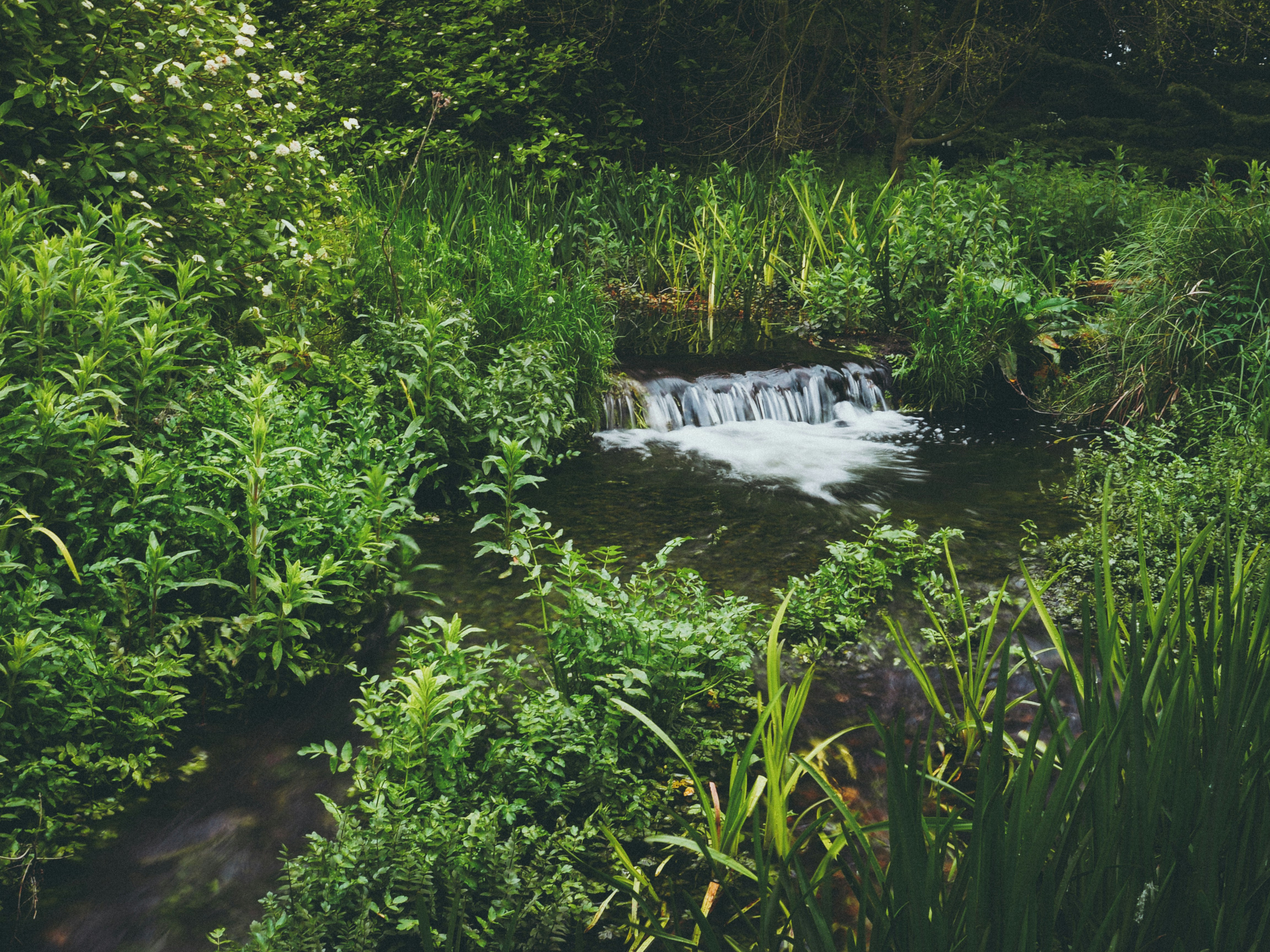 water raging through grass