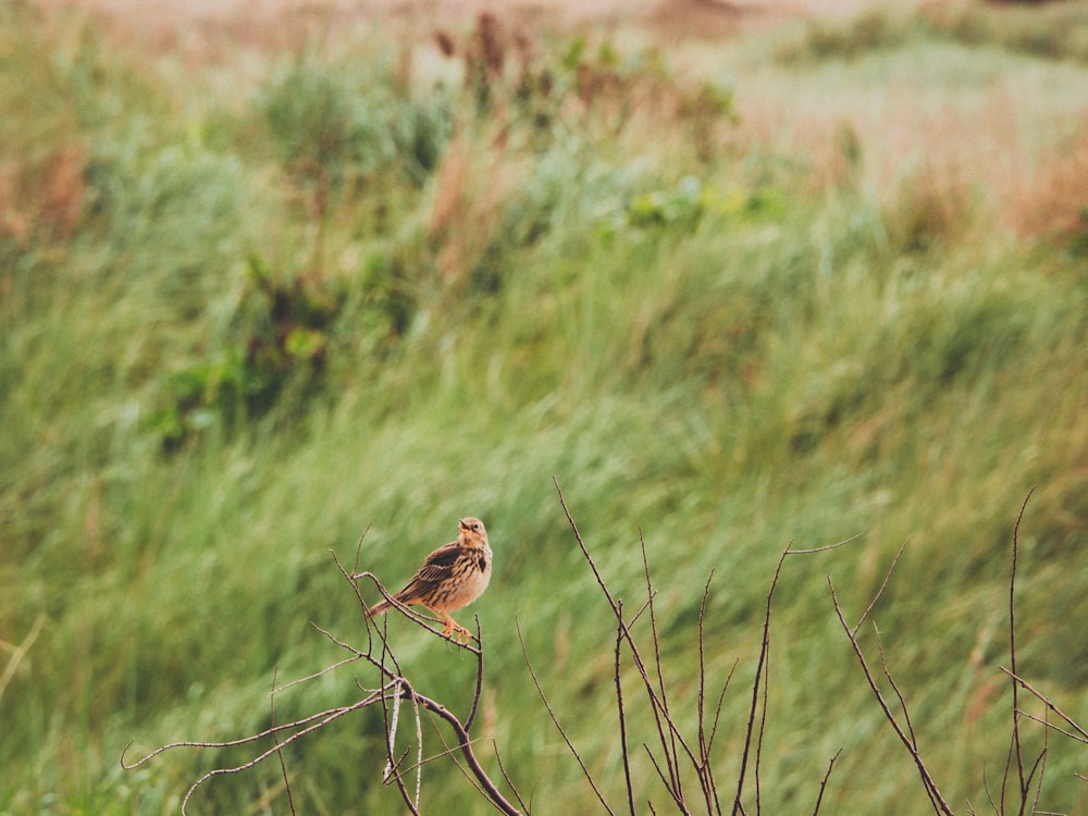 brown bird perching on twig