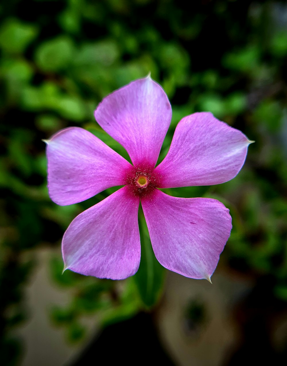 Photographie sélective de la fleur à 5 pétales