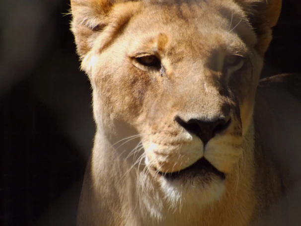A detailed shot of a lion’s eye reflecting the surrounding landscape, full of depth and emotion.