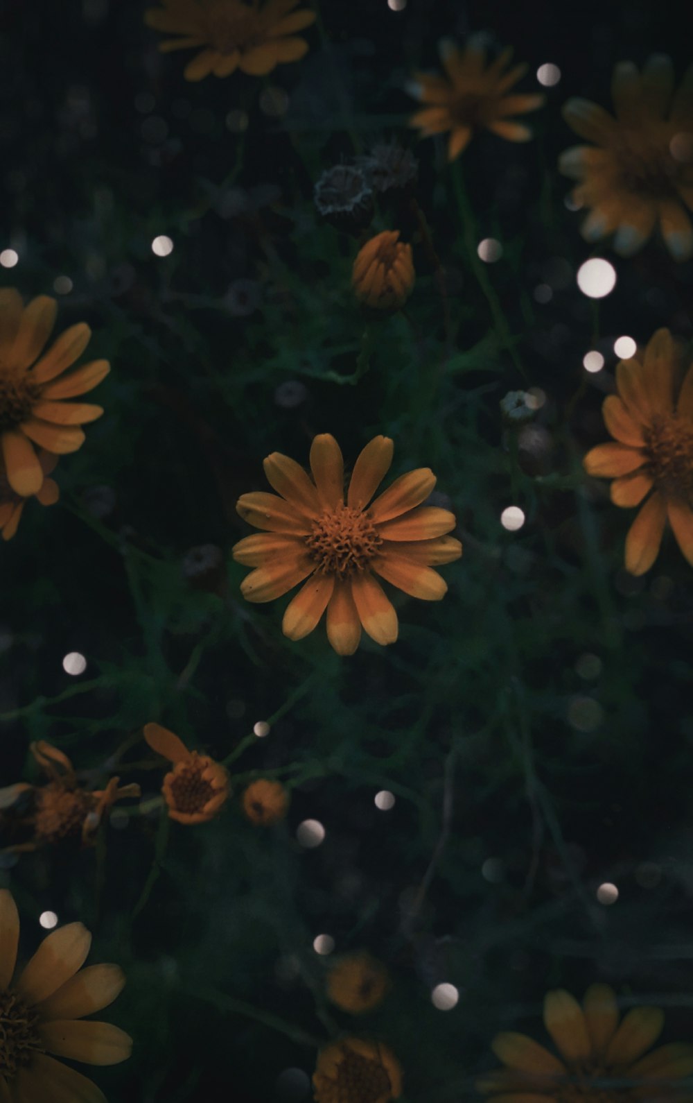 a bunch of flowers that are in the grass