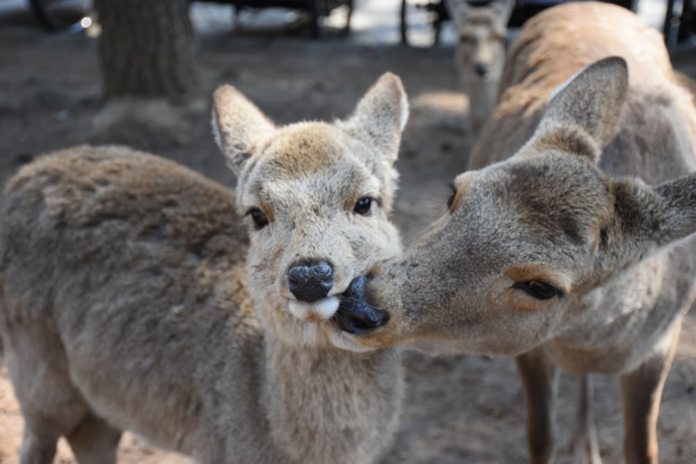 two gray deer on brown ground