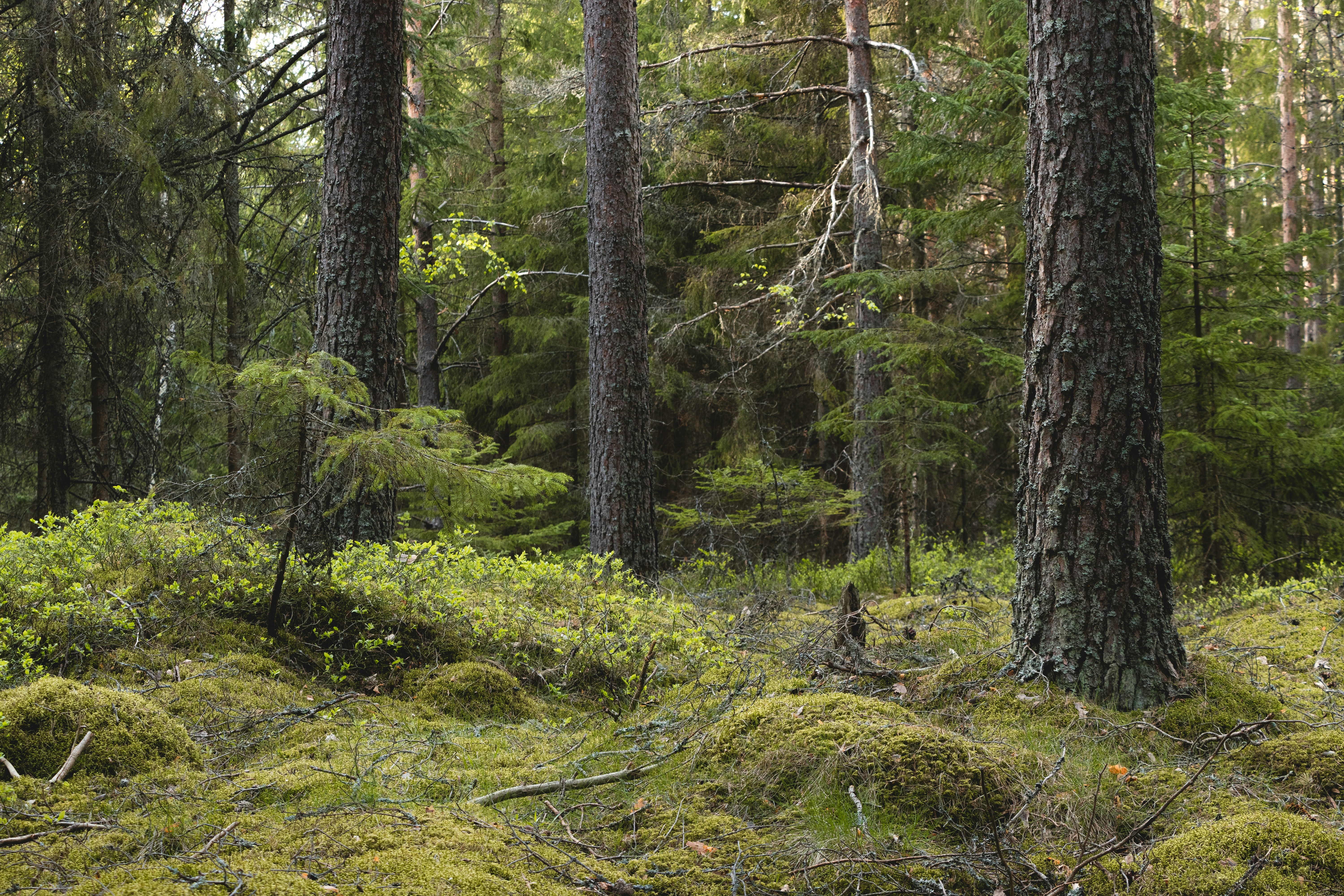 Baum im Dschungel während des Tages