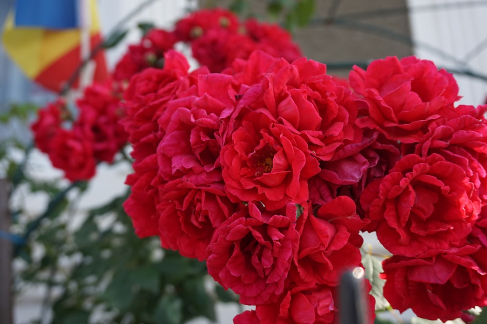 bouquet of red petaled flowers