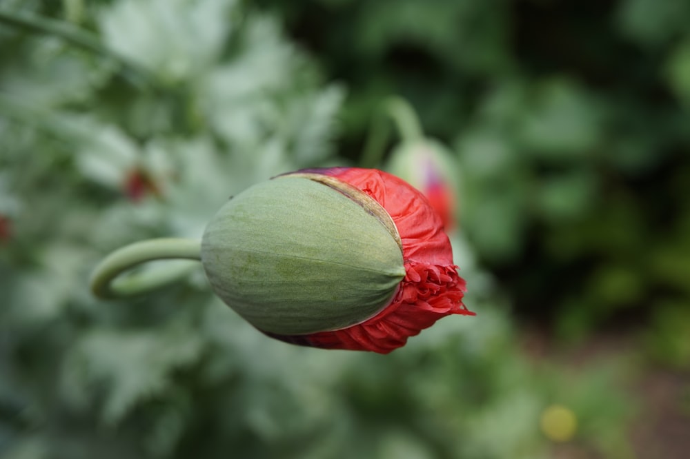 Flor de pétala vermelha Fotografia de foco seletivo
