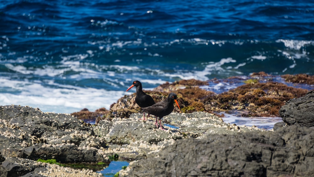 Dos pájaros negros en las rocas
