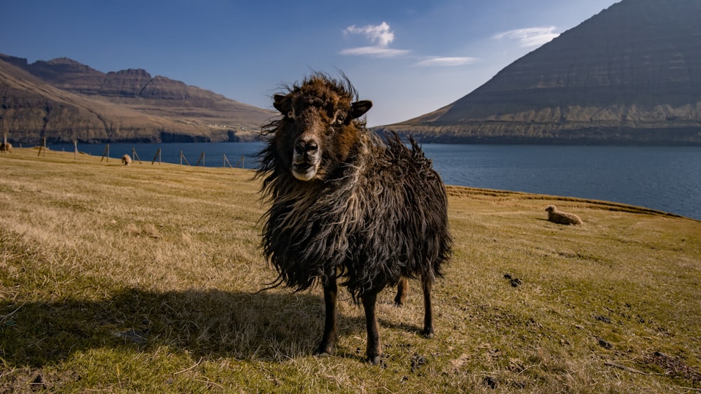 Braunes Kalb auf dem Feld