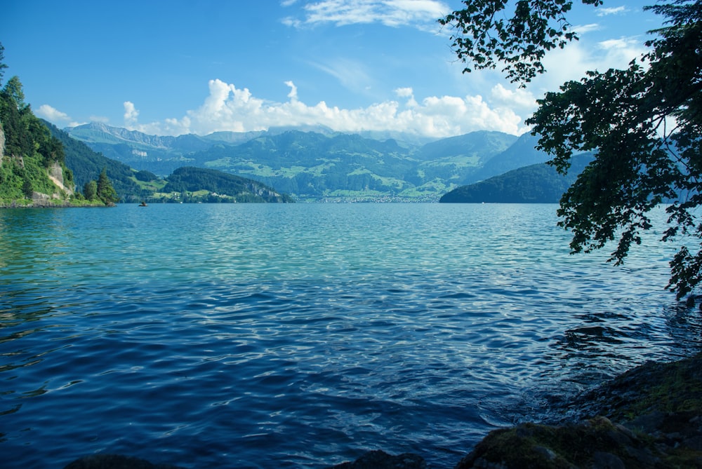 trees beside body of water under cloudy sky during daytime