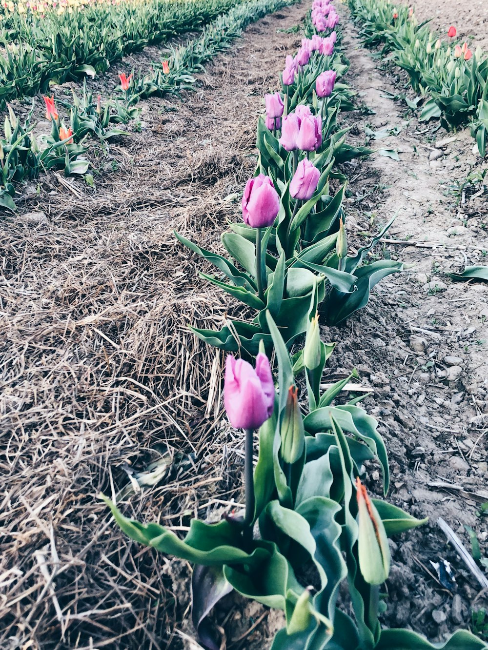 pink tulip flower