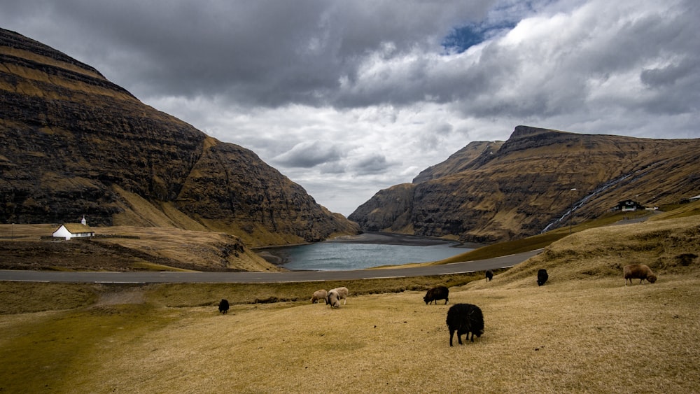 Tiere, die tagsüber auf einer Wiese in der Nähe eines Gewässers unter weißen Wolken spazieren gehen