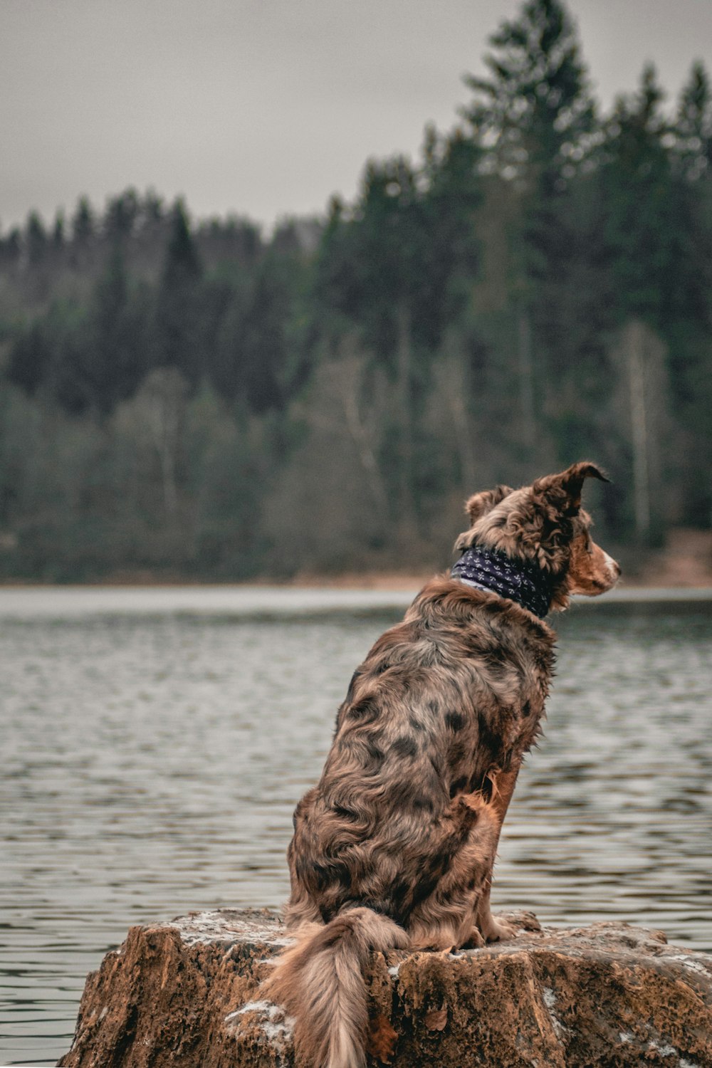 brown dog on rock formation