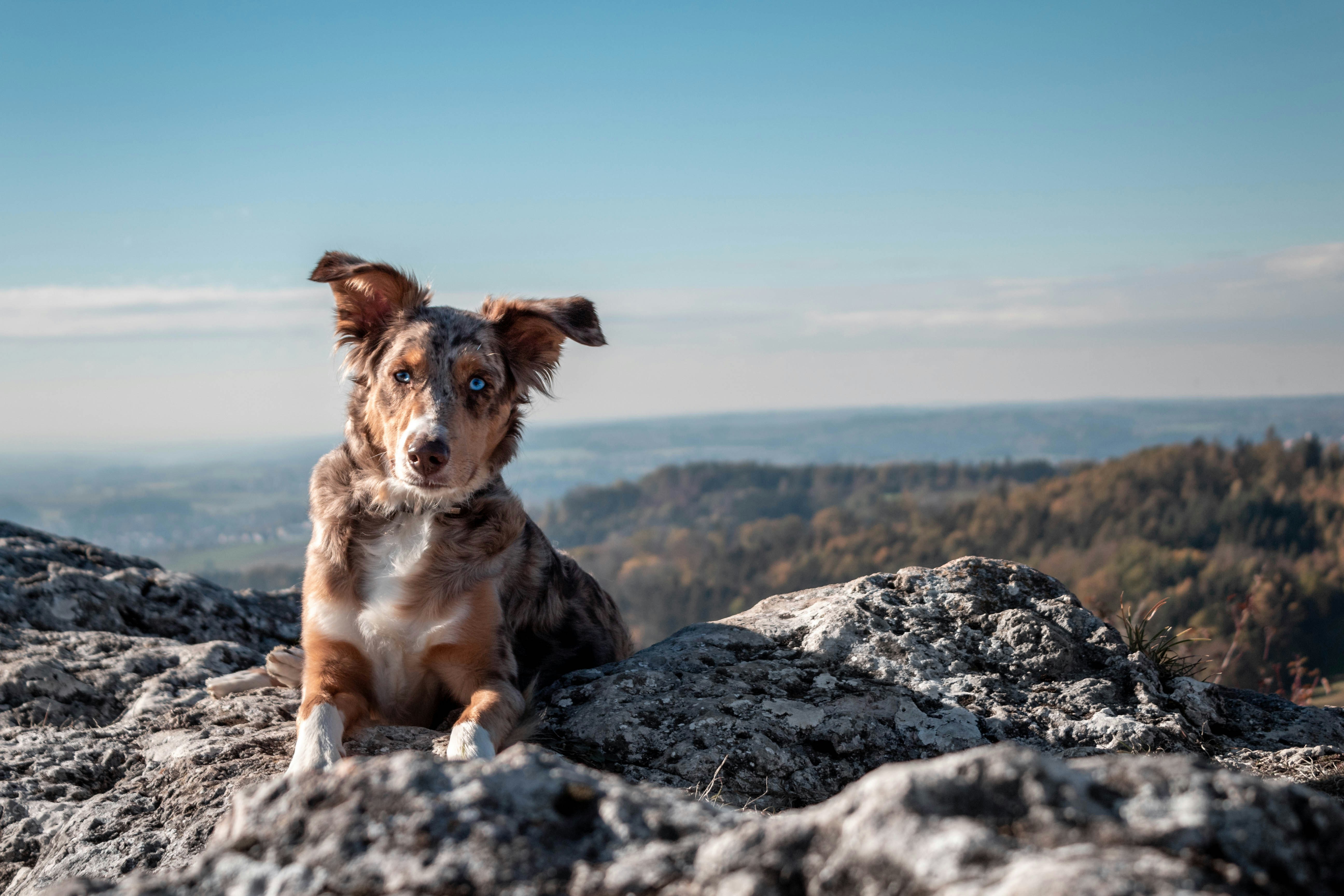 Wanderungen mit Hund: Die besten Tipps für gemeinsame Abenteuer