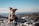 A dog with a merle coat pattern sits on rocky terrain overlooking a scenic landscape. The background features a vast expanse of forested hills under a clear blue sky.