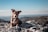 A dog with a merle coat pattern sits on rocky terrain overlooking a scenic landscape. The background features a vast expanse of forested hills under a clear blue sky.