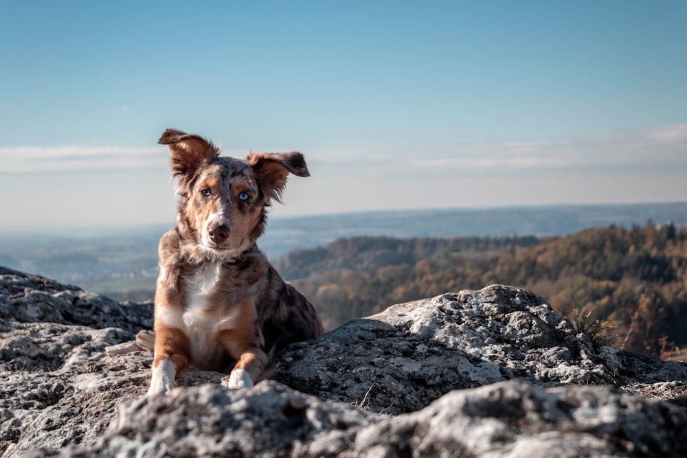 short-coated tan dog