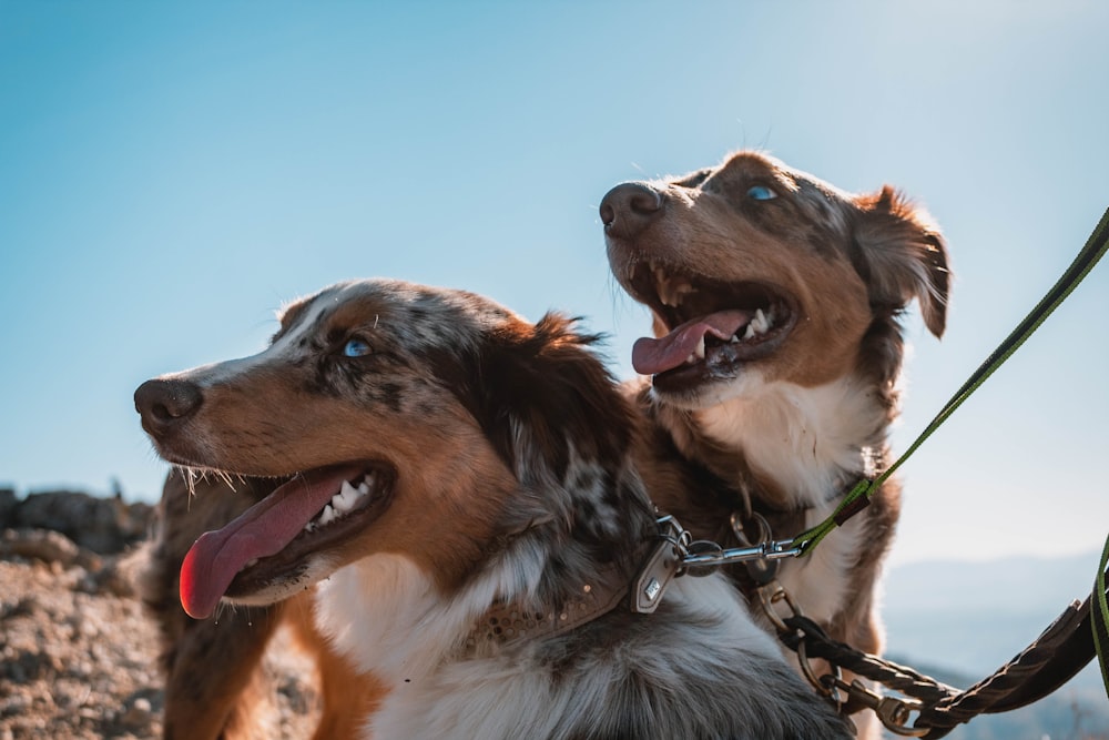 two short-coated dogs