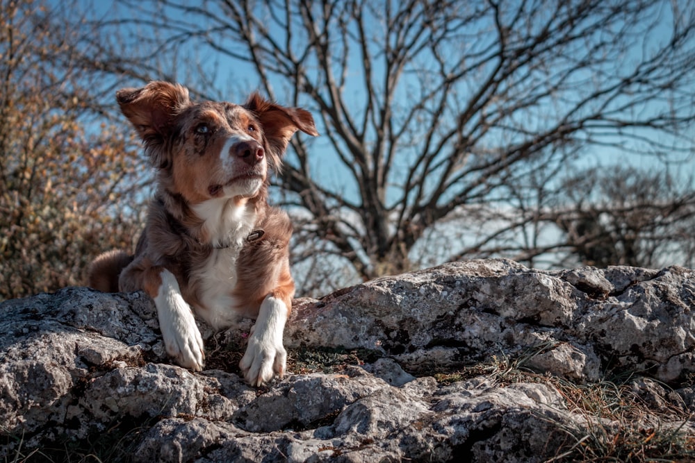 dog sitting on rock