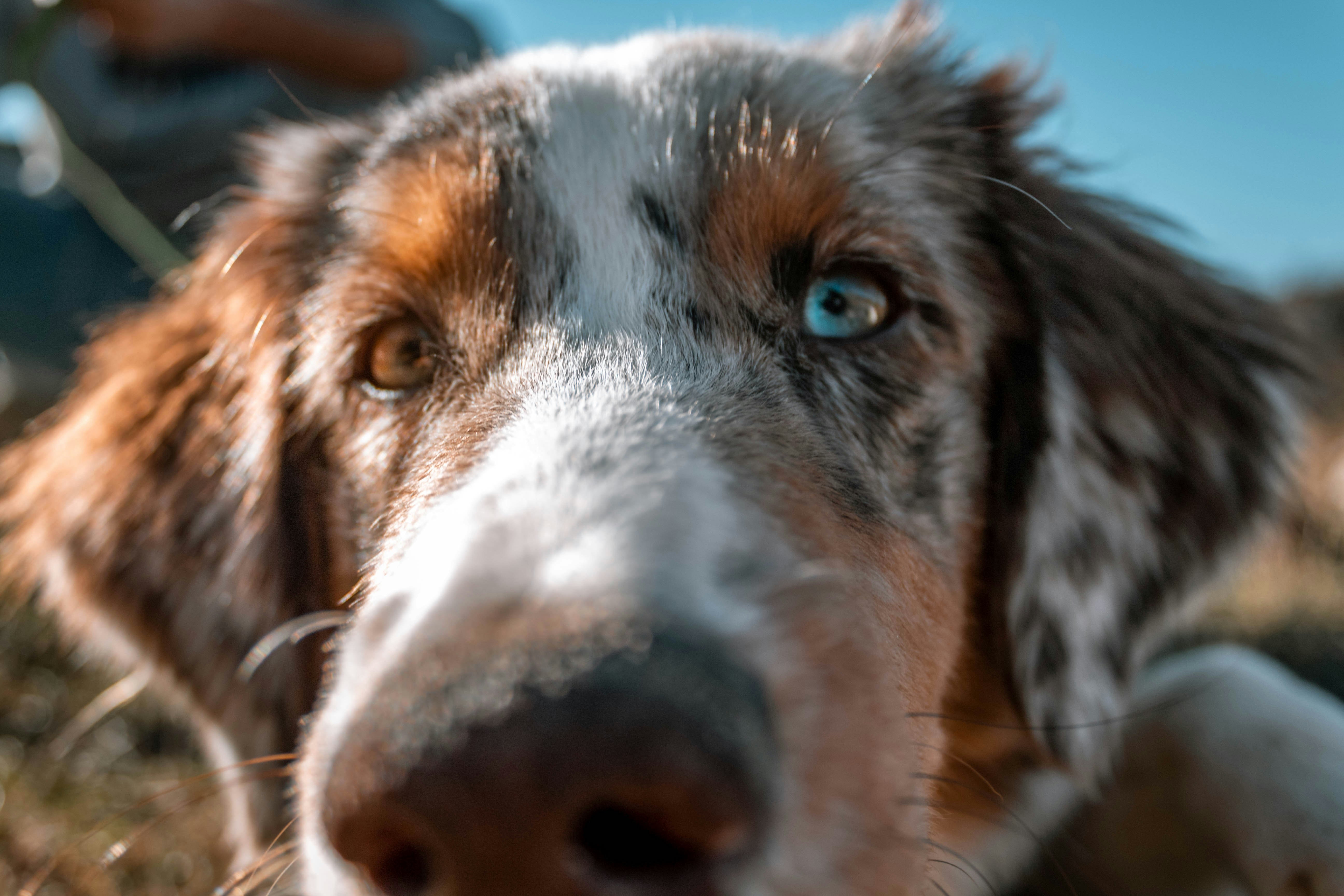 close up photo of dog