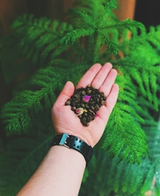 A hand holding a small pile of dark roasted coffee beans with a few pink flower petals among them. The wrist is adorned with a black watch. In the background, there is a vibrant green fern plant, creating a natural and earthy setting.