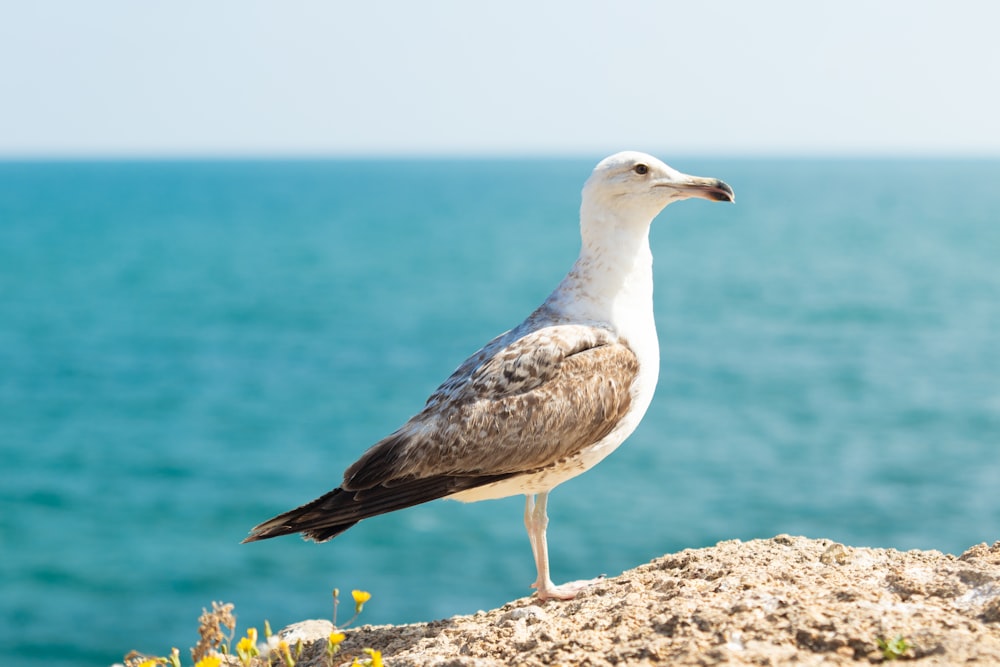 white bird on rock