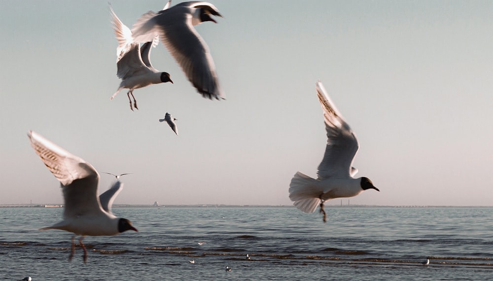 pájaro volando cerca de un cuerpo de agua de almejas