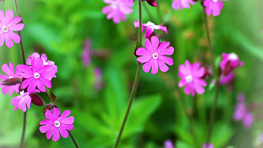 pink petaled flowers