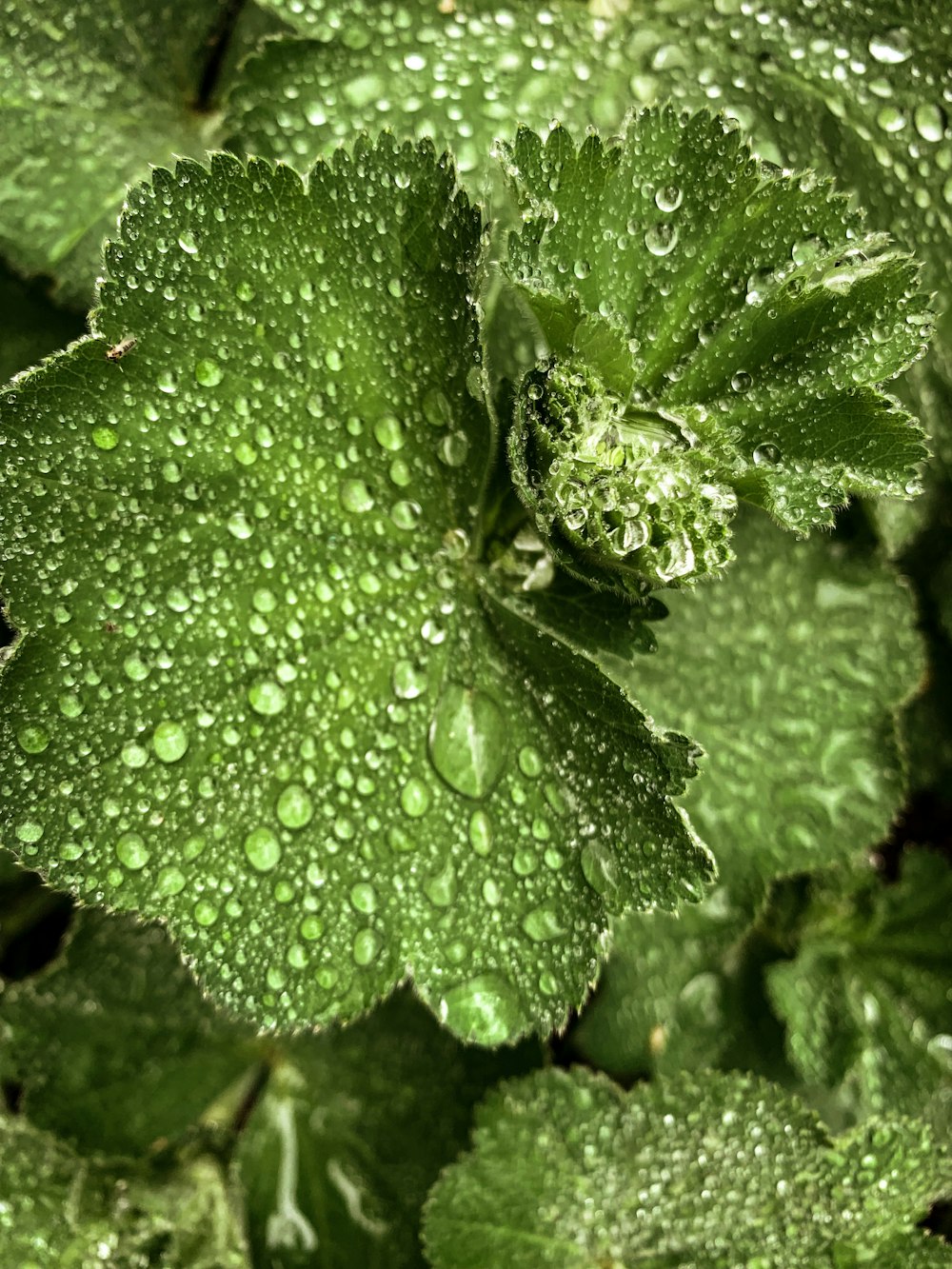 green leaf plant