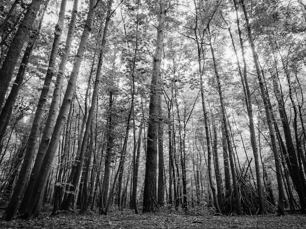 grayscale photo of trees in forest