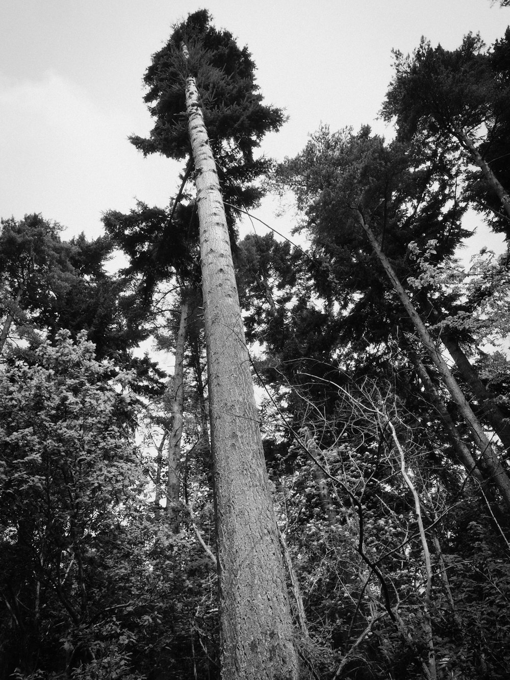 grayscale photo of tall tree